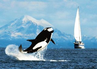 3D Postkarte Springender Orca, Orca, Wale, Meerestiere