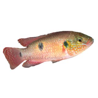 Jewel Cichlid   Fish   Live Pet