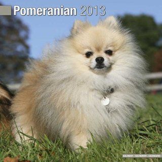 Kalender 2013 Pomeranian   Zwergspitz + kostenlose Weihnachtskarte