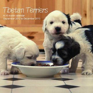 Tibet Terrier   Tibetan Terriers 2013 Kalender Magnum