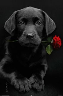 Poster Robbie Hund Rose Tiere Welpen Labrador 61 x 91,5