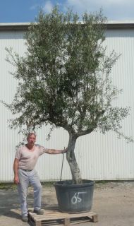 Olivenbaum, Olive,Bonsai ,ca.1,80m