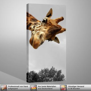 Hello KUNSTDRUCK 50x100cm GALVII Giraffe Afrika Bilder