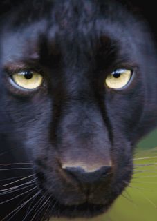 3D Postkarte Im Angesicht des schwarzen Panthers, Panther, Tiere