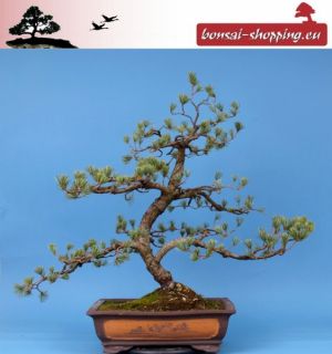 Bonsai   Große Pinus parviflora, Mädchenkiefer, 141/14