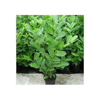 Kirschlorbeer Novita 70cm Garten