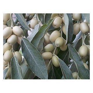 Russische Olive   Elaeagnus angustifolia 5K Garten