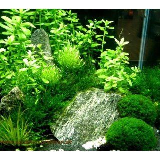 Nano 7, Aquarien Pflanzen Set, Nanoaquarium 20 30l 