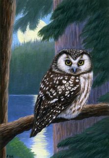 Boreal owl moon forest limited edition aceo print art