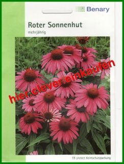 Roter Sonnenhut Rudbeckia purpurea Echinacea mehrjaehrig 60 Pflanzen