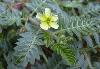Lbs Indonesian PUNCTURE VINE/TRIBULUS TERRESTRIS Herb