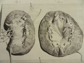 NIEREN UROLOGIE ANATOMIE MEDIZIN KUPFERSTICH BIDLOO 1685