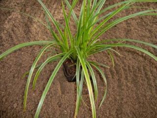 Weißgestreifte Japan Segge, Carex morrowii Variegata