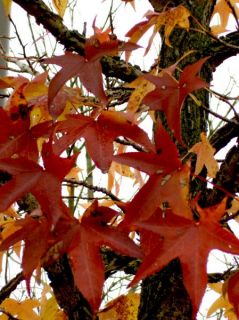 Liquidambar Slender Silhouette, Säulenamberbaum 140cm