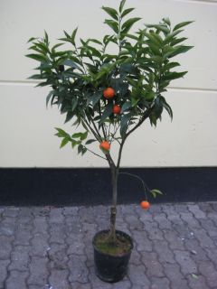 Clementine rosso Mandarinenbaum Citrus clementina rosso 1,40m