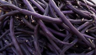 Historisches Gemüse Purple Queen, Buschbohne #477