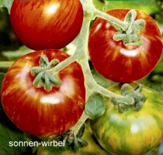 Tomate Tigerella   gestreifte sehr robuste Sorte