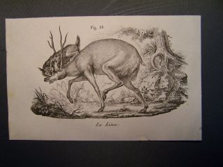 Magazzino Pittorico 1835 La Lince