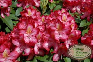 Rhododendron Junifeuer~großblumige Hybride