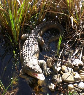 Krokodil Alligator L 52cm super Deko Figur Garten Teich