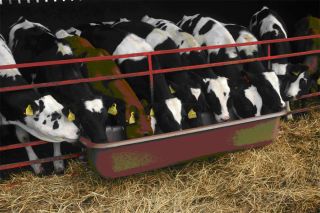 Futtertrog zum einhängen in Panels Viehfuttertrog NEU