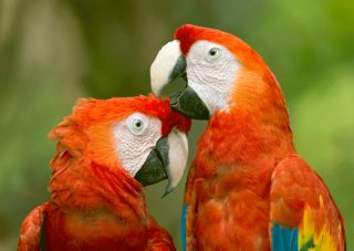3D Postkarte Aras bei Gefiederpflege, Papagei, Tiere