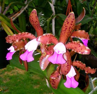 Cattleya leopoldii botanische Orchidee getopft