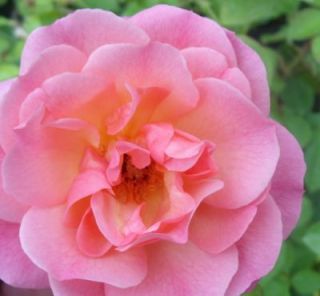 Englische Rose Hyde Hall ® Ausbosky ® Co