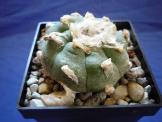 14) Kaktus / Kakteen Ariocarpus lewinii L.W. San Pedro