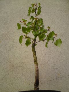 Bonsai Birke   Betula pendula   Hängebirke   Yamadori