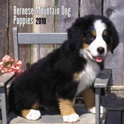 Bernese Mountain Dog Puppies 7x7 2010 Calendar