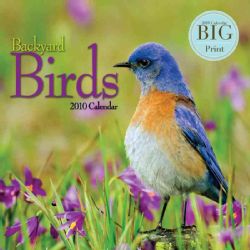 Backyard Birds 2010 Big Print Calendar
