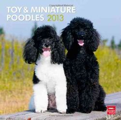 Toy & Miniature Poodles 2013 Calendar (Calendar)