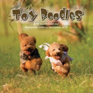 Toy Poodles 2010 Calendar