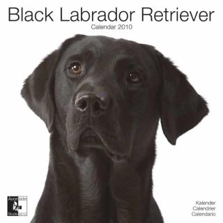 Black Labrador Retriever 2010 Calendar