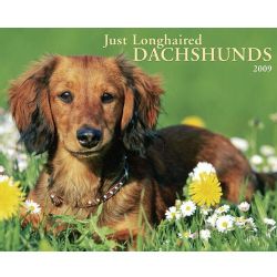 Dachshund (Long Hair) 2009 Calendar (Paperback)