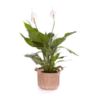70/80 cm   Achat / Vente PLANTE POUSSEE Spathiphyllum 70